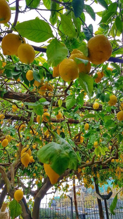 Il Limoneto Degli Angeli Villa Minori Buitenkant foto