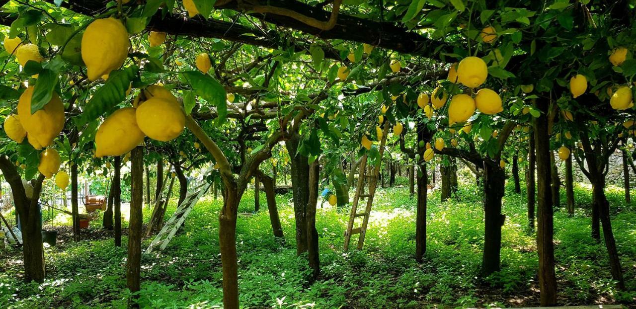 Il Limoneto Degli Angeli Villa Minori Buitenkant foto