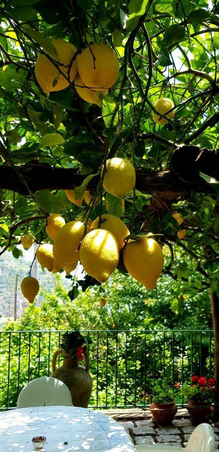 Il Limoneto Degli Angeli Villa Minori Buitenkant foto